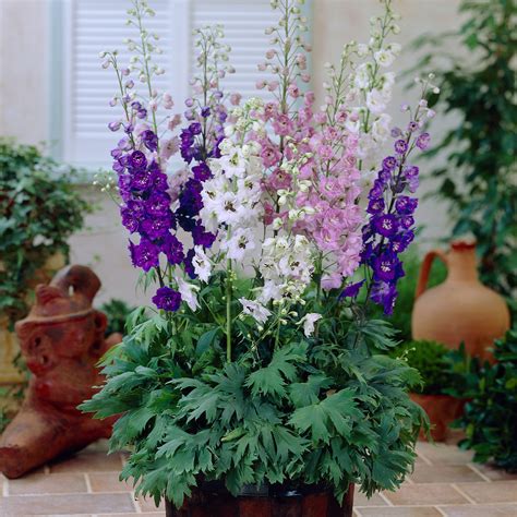 Magical Border Plants: Incorporating Magic Fountains Mix Delphiniums in Your Flower Beds